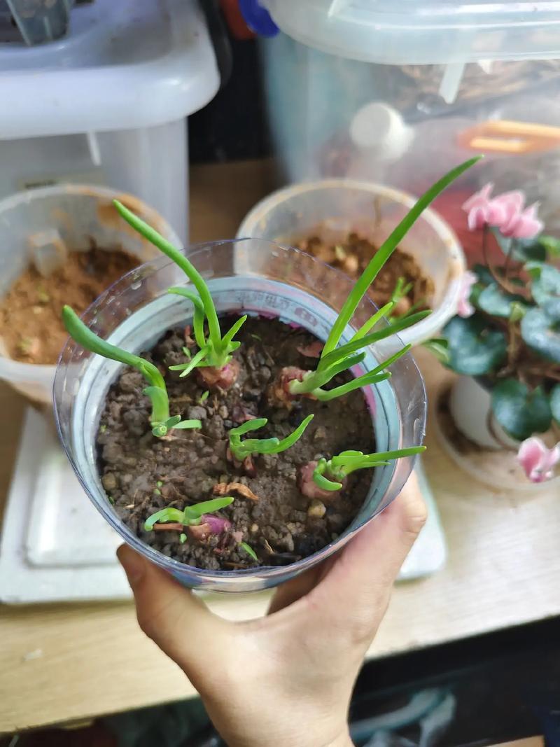 如何选对盆栽种子？-第2张图片-吾爱花网