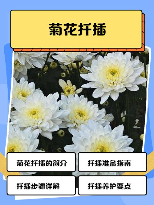 盆栽菊花什么时候扦插-第1张图片-吾爱花网