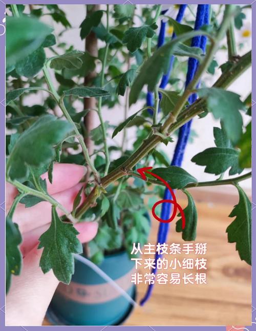 盆栽菊花什么时候扦插-第2张图片-吾爱花网