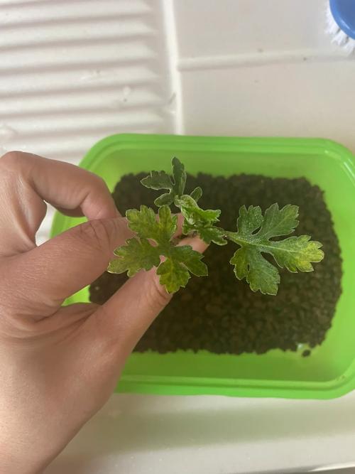 盆栽菊花什么时候扦插-第3张图片-吾爱花网