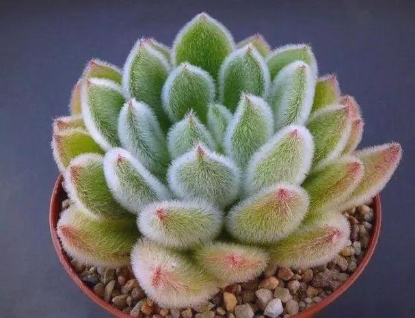 毛茸茸的多肉植物叫什么名字？-第1张图片-吾爱花网