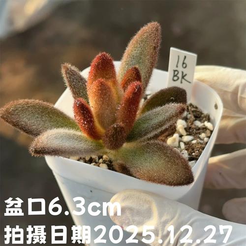 毛茸茸的多肉植物叫什么名字？-第2张图片-吾爱花网