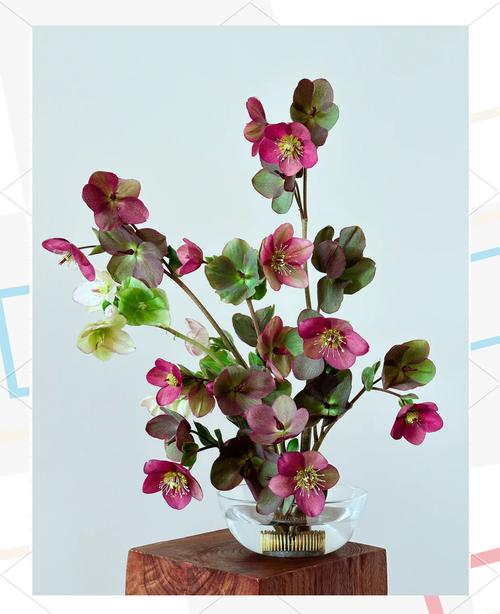 兔子花家里盆栽可行吗？-第1张图片-吾爱花网