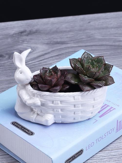 兔子花家里盆栽可行吗？-第3张图片-吾爱花网