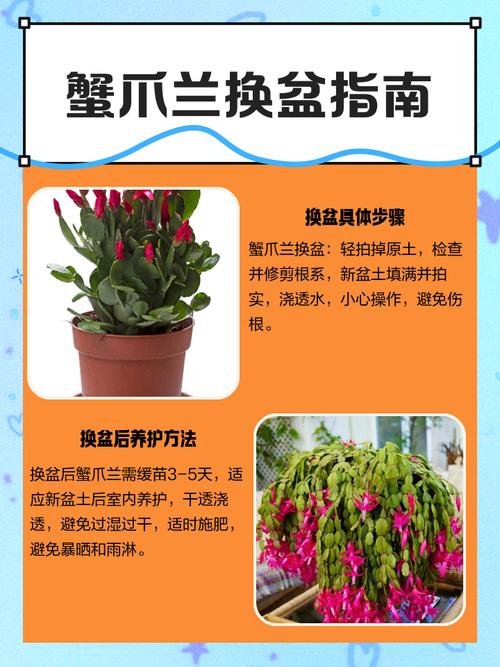 刚买蟹爪兰能直接水培吗？-第2张图片-吾爱花网