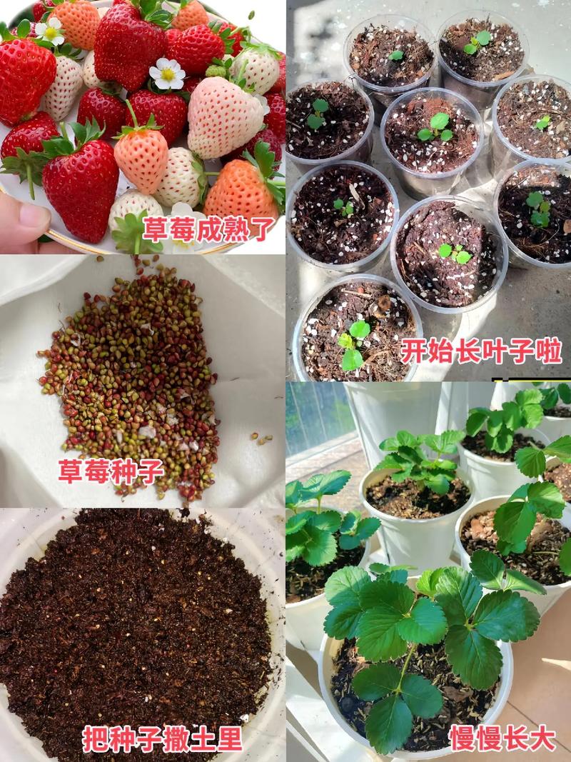盆栽草莓何时浇水最合适？-第2张图片-吾爱花网