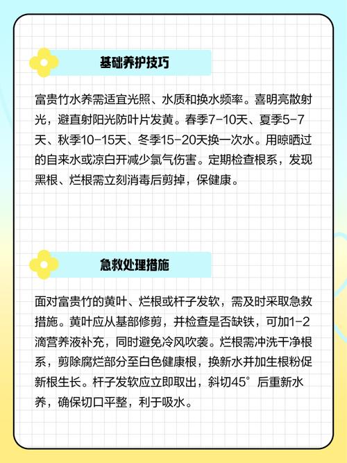 水培富贵竹该施什么肥？-第2张图片-吾爱花网