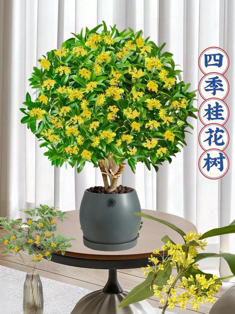 秋季盆栽花应注意什么-第3张图片-吾爱花网