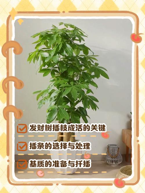 水培发财树要剪根吗？-第1张图片-吾爱花网