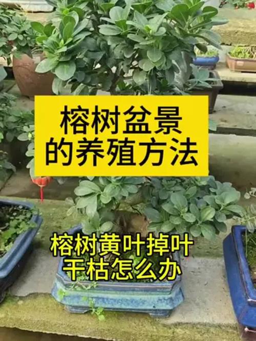 s型盆栽榕树修剪要怎么做？-第2张图片-吾爱花网