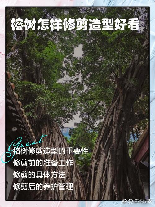 s型盆栽榕树修剪要怎么做？-第3张图片-吾爱花网