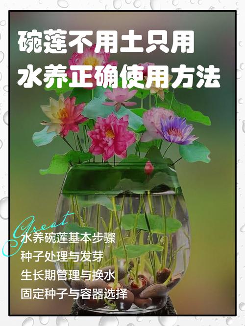 水培荷花多久换一次水合适？-第2张图片-吾爱花网