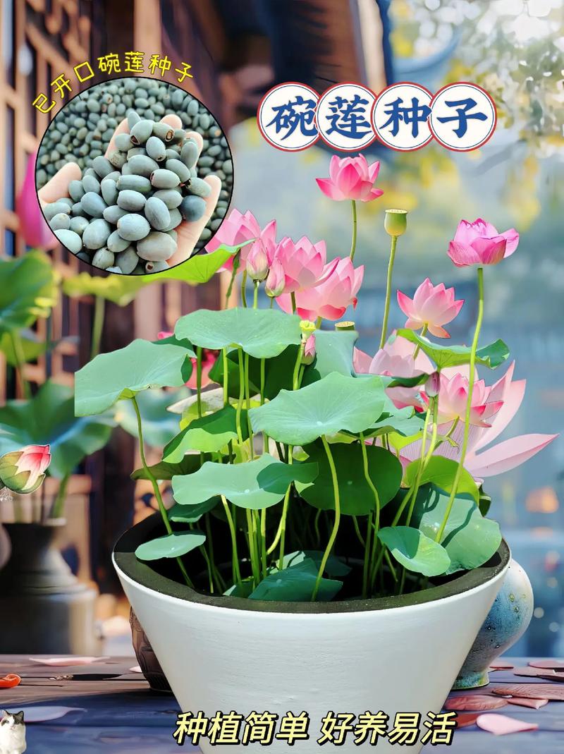 水培荷花多久换一次水合适？-第3张图片-吾爱花网