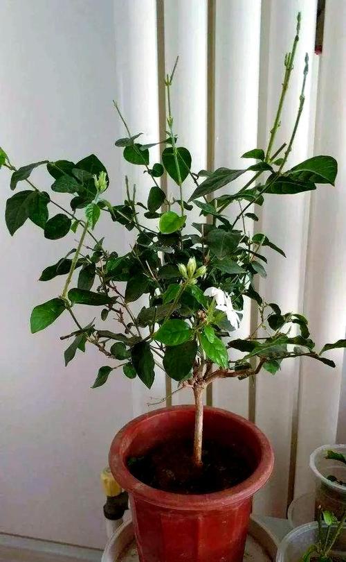 盆栽茉莉冬天会掉叶子吗？-第1张图片-吾爱花网
