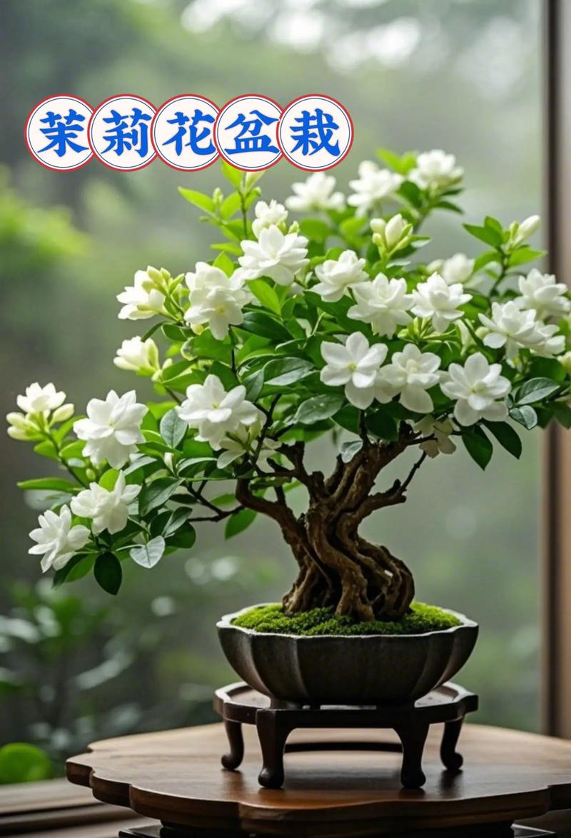 盆栽茉莉冬天会掉叶子吗？-第2张图片-吾爱花网