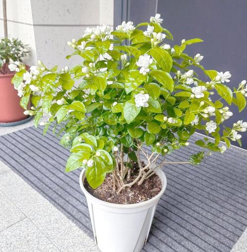 盆栽茉莉冬天会掉叶子吗？-第3张图片-吾爱花网