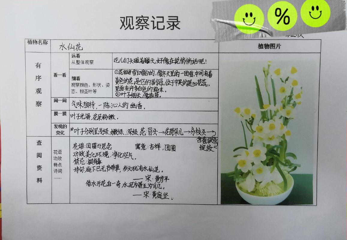 水仙花水培计划怎么写？关键步骤有哪些？-第1张图片-吾爱花网