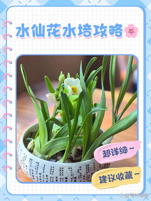 水仙花水培计划怎么写？关键步骤有哪些？-第2张图片-吾爱花网