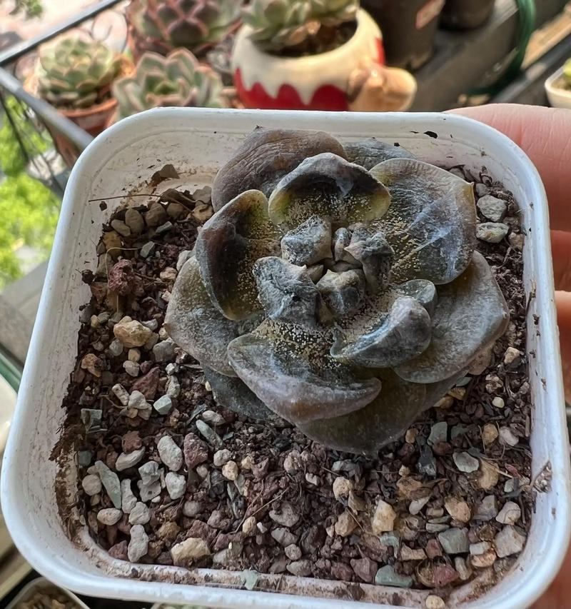快递原因导致多肉黑腐-第2张图片-吾爱花网
