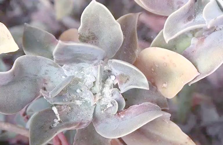 快递原因导致多肉黑腐-第3张图片-吾爱花网