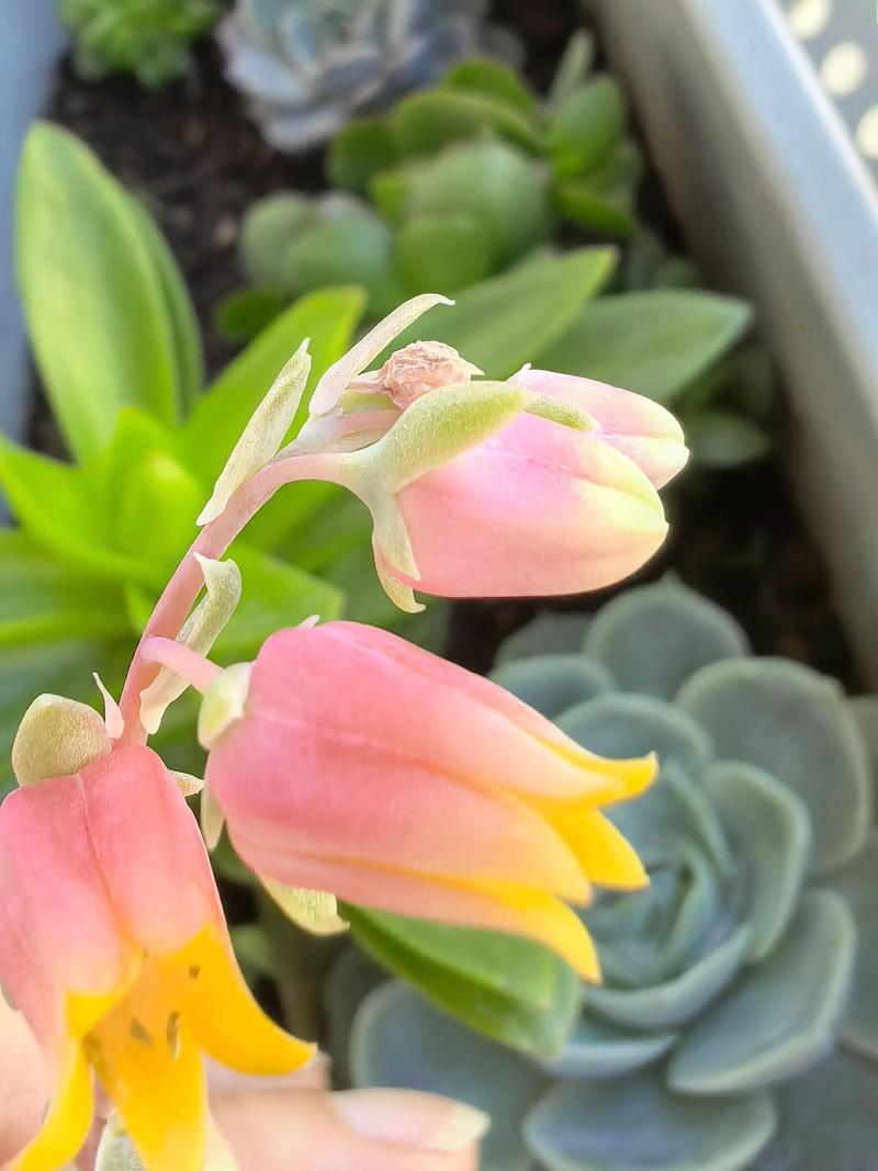 哪些多肉能开花？开花有哪些特点？-第1张图片-吾爱花网