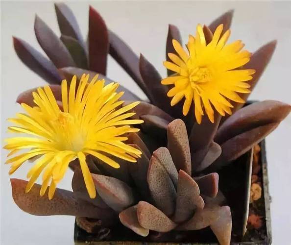 哪些多肉能开花？开花有哪些特点？-第2张图片-吾爱花网