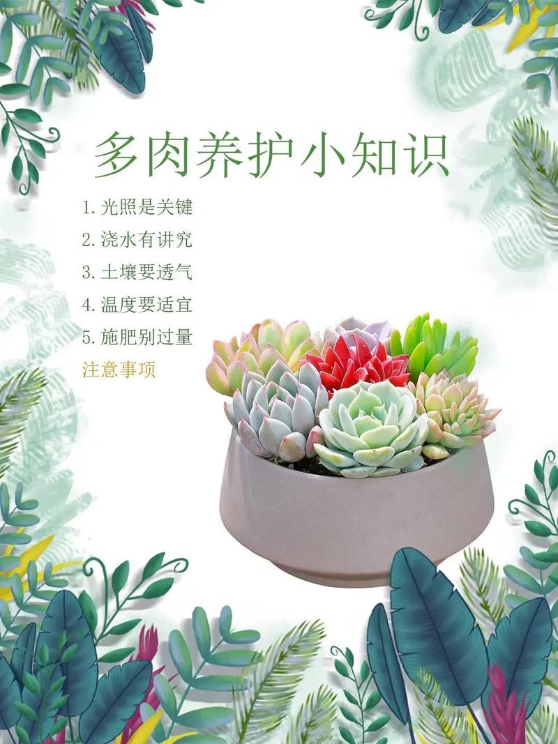 多肉的花瓣盆栽怎么养-第1张图片-吾爱花网