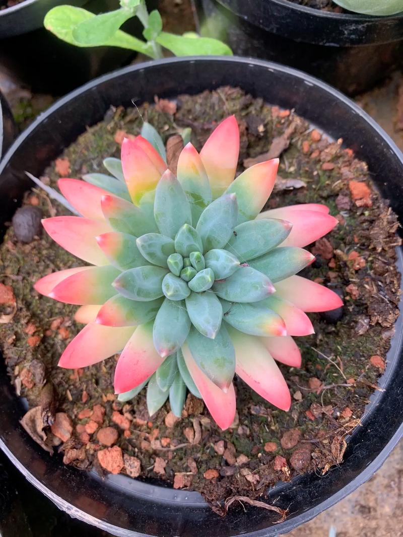 美人星多肉怎么养？养护技巧有哪些？-第1张图片-吾爱花网