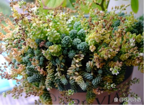 美人星多肉怎么养？养护技巧有哪些？-第2张图片-吾爱花网