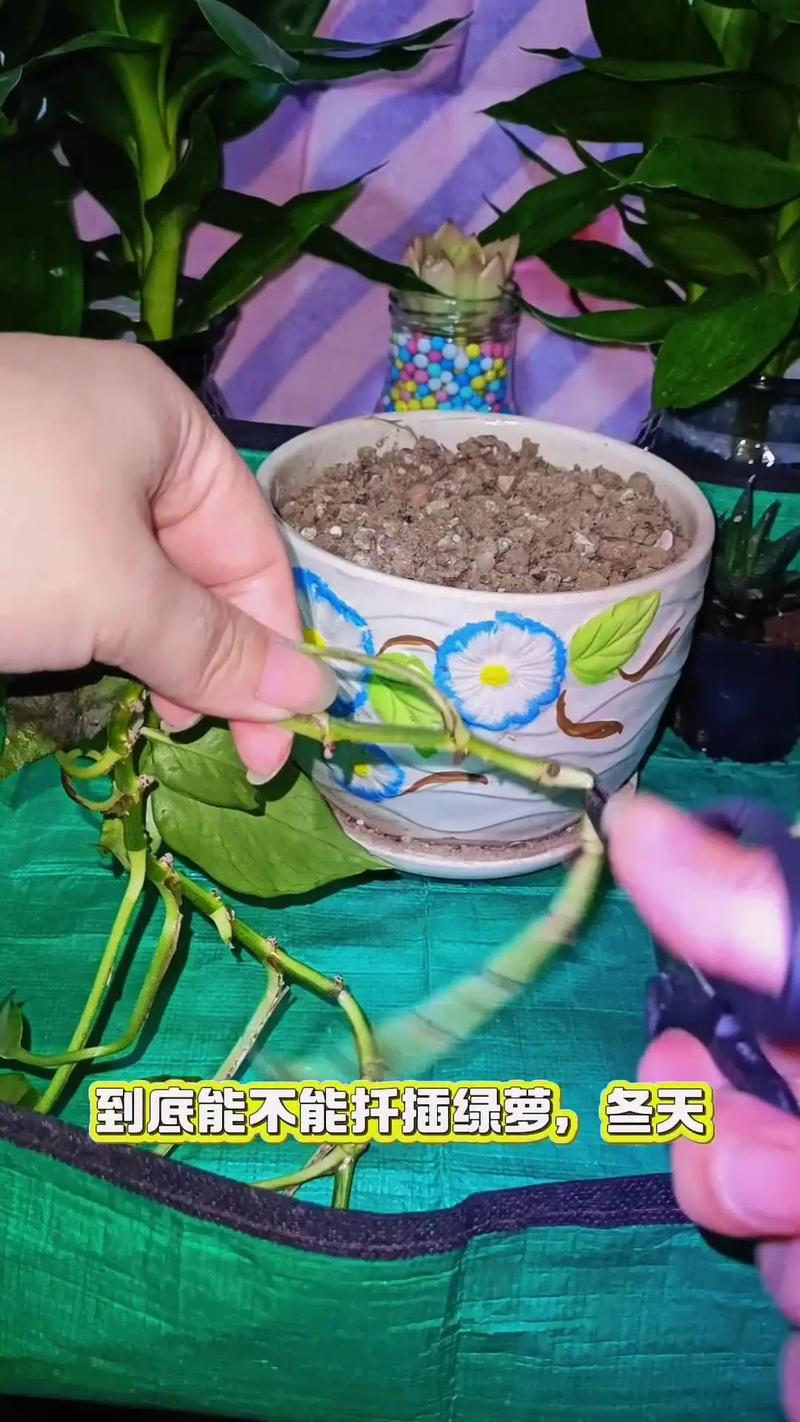 绿萝剪下后能直接水培生根吗?-第2张图片-吾爱花网 绿萝剪下后能直接水培生根吗?-第2张图片-吾爱花网