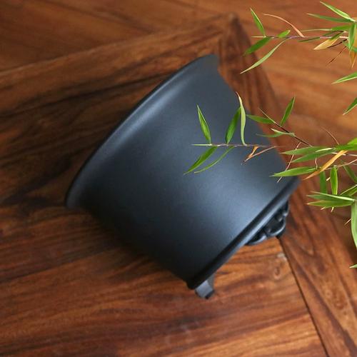 多肉花盆能养兰花吗？-第1张图片-吾爱花网