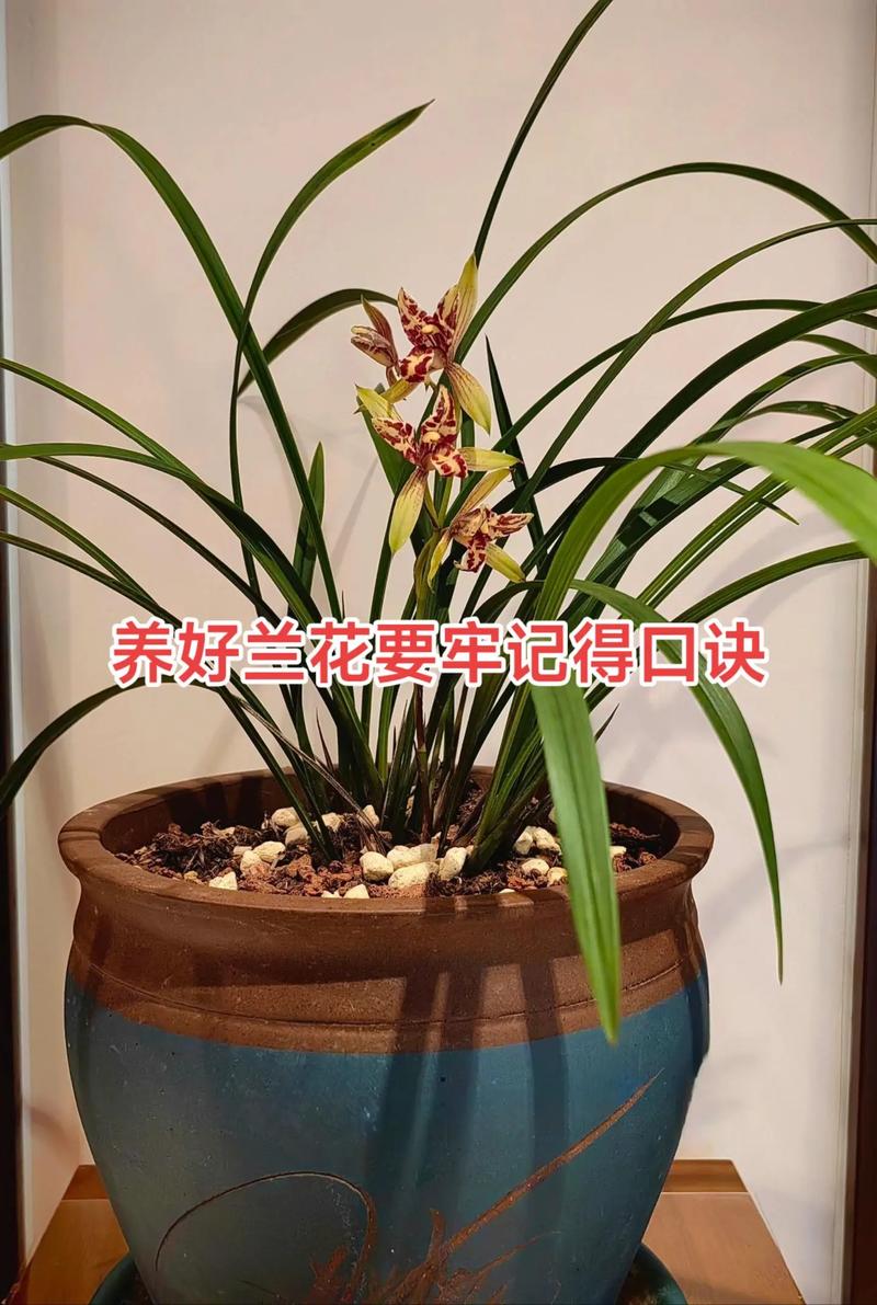 多肉花盆能养兰花吗？-第3张图片-吾爱花网