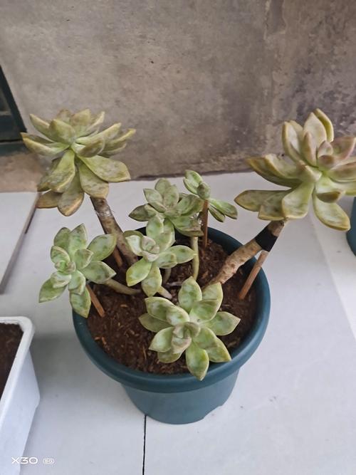 多肉老桩盆栽图片有哪些经典造型？-第2张图片-吾爱花网