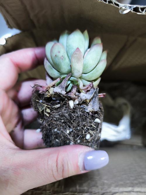 多肉老桩盆栽图片有哪些经典造型？-第3张图片-吾爱花网