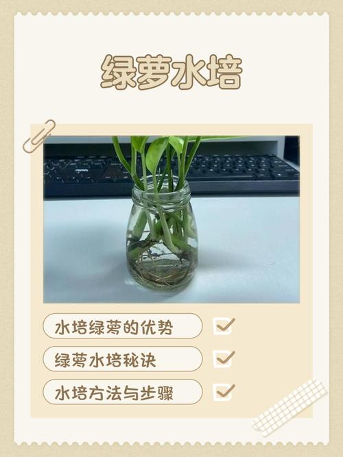 水培绿萝换土怎么养不伤根？-第3张图片-吾爱花网