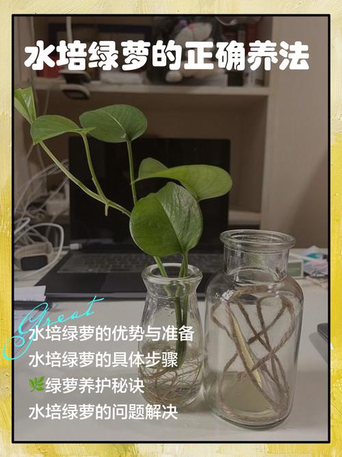 水培绿萝换土怎么养不伤根？-第2张图片-吾爱花网