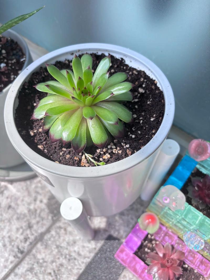 多肉晒太阳会变美还是晒伤？-第1张图片-吾爱花网