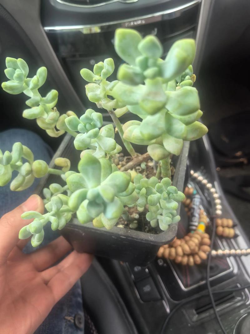 多肉晒太阳会变美还是晒伤？-第3张图片-吾爱花网