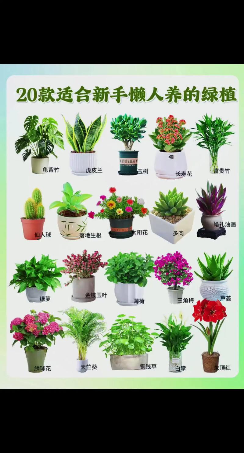 室内盆栽花卉养殖技术有哪些要点？-第1张图片-吾爱花网