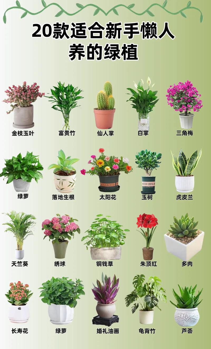 室内盆栽花卉养殖技术有哪些要点？-第2张图片-吾爱花网