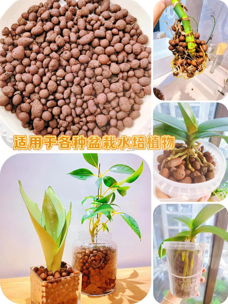 盆栽陶粒怎么用？铺底还是拌土？-第2张图片-吾爱花网