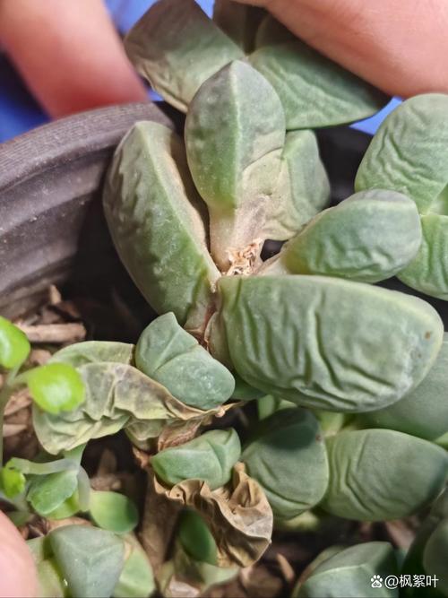 多肉换盆后施肥会烧根吗？-第1张图片-吾爱花网