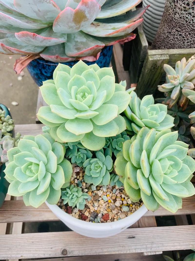 多肉换盆后施肥会烧根吗？-第3张图片-吾爱花网