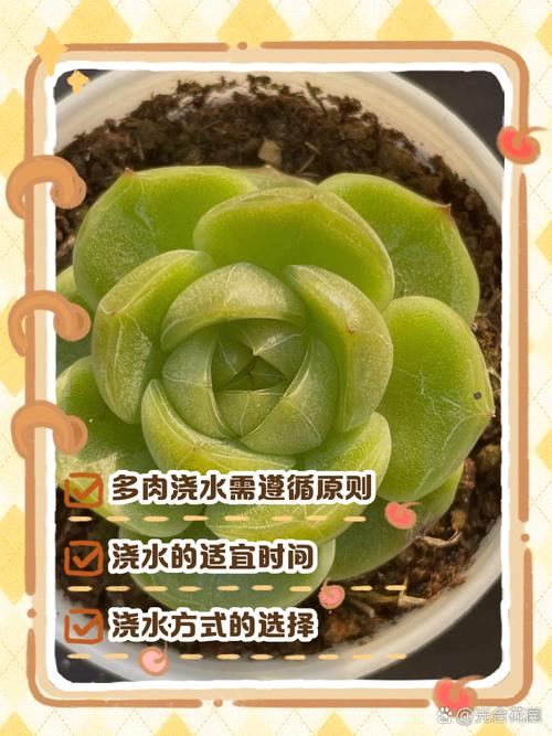 多肉雨季施肥要注意啥？-第1张图片-吾爱花网