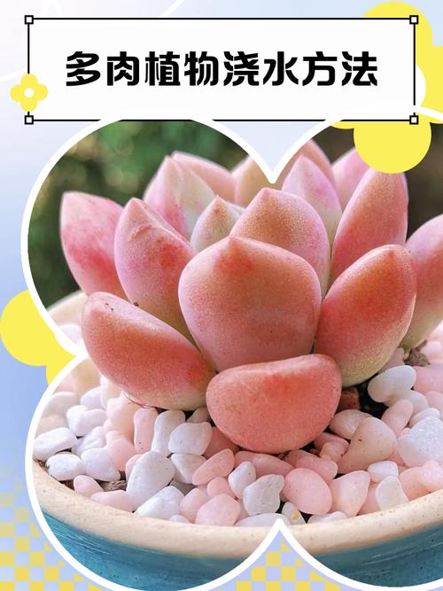 多肉雨季施肥要注意啥？-第2张图片-吾爱花网