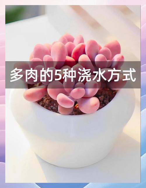 多肉雨季施肥要注意啥？-第3张图片-吾爱花网