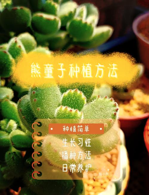 多肉刚种下后要注意什么？-第1张图片-吾爱花网