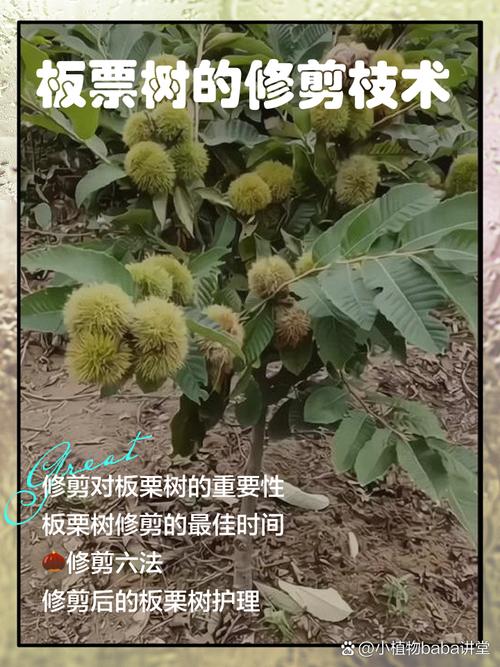 盆栽板栗如何修剪养护？-第2张图片-吾爱花网
