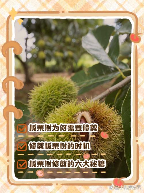 盆栽板栗如何修剪养护？-第3张图片-吾爱花网