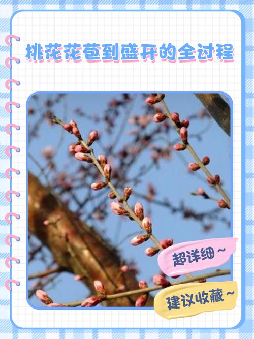 如何让盆栽桃花开满花?-第1张图片-吾爱花网 如何让盆栽桃花开满花?-第1张图片-吾爱花网